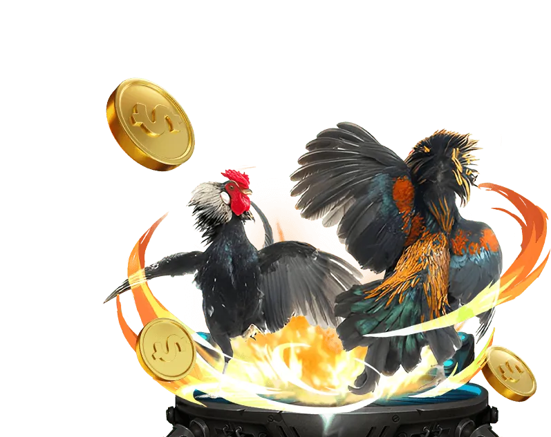 Hướng dẫn đá gà chuyên nghiệp tại xo so 66com